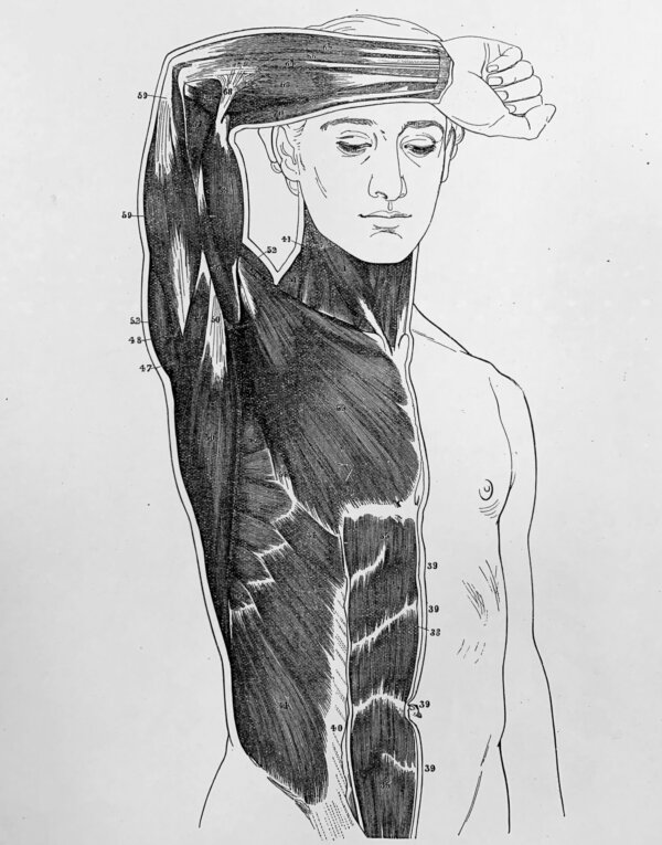 Anatomy for Artists