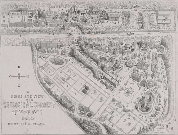 london zoo map from 1854